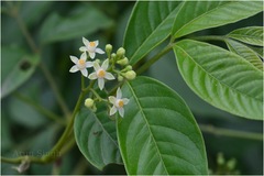Cipadessa baccifera